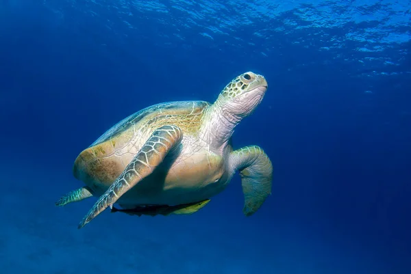 Chelonia Mydas Zelená Mořská Želva Plave Hladině — Stock fotografie