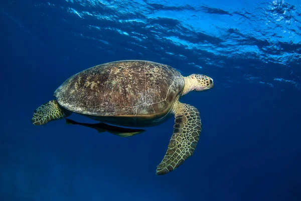 Tortuga Verde Chelonia Mydas Azul Remora Nada Detrás — Foto de Stock