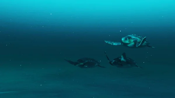 Närbild Tre Sköldpaddor Simmar Djupblå Havet Vatten Slow Motion Undervattensscen — Stockfoto
