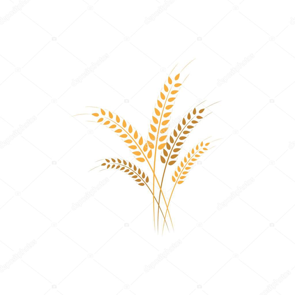 Agriculture wheat Logo Template vector icon design