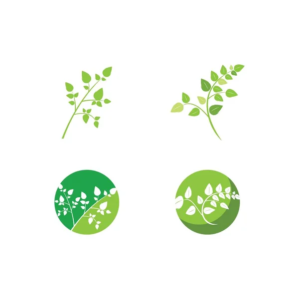 Moringa Leaf Illustration Vector Design — Stock Vector