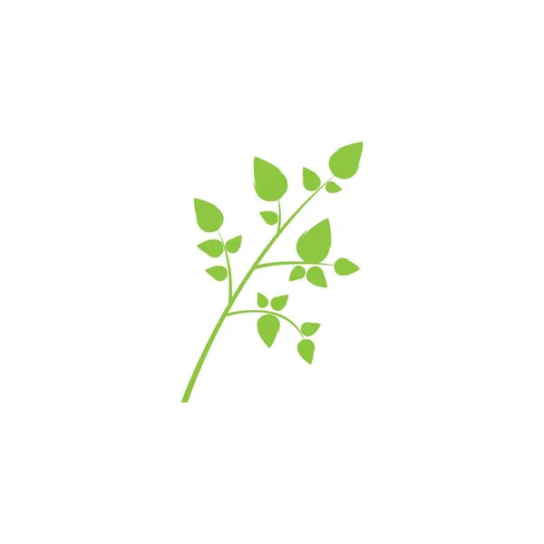 モリンガの葉のイラストベクトルデザイン — ストックベクタ