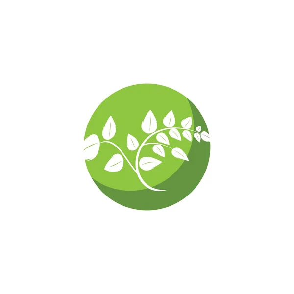 Moringa Yaprak Illüstrasyon Vektör Tasarımı — Stok Vektör