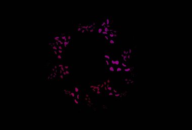 Koyu mor, rastgele şekilli pembe vektör dokusu. Rastgele şekillerle soyut tarzda dekoratif tasarım. İşiniz için en iyi akıllı tasarım.