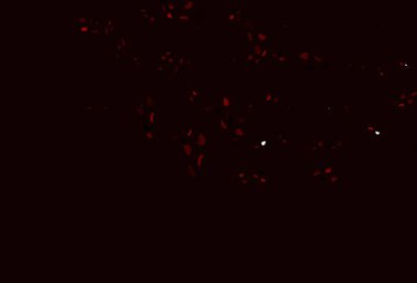 Rastgele biçimlerde açık kırmızı vektör dokusu. Modern tarzda değişen renkli kaotik formlar. Kartvizitiniz için modern tasarım.