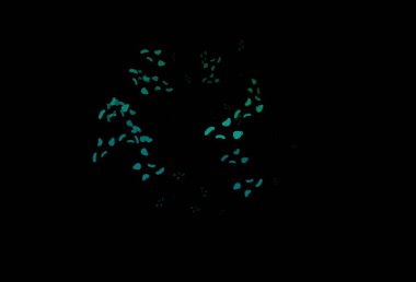 Koyu mavi, soyut şekilli yeşil vektör arkaplan. Rastgele şekillerle soyut tarzda dekoratif tasarım. Kartvizitiniz için modern tasarım.