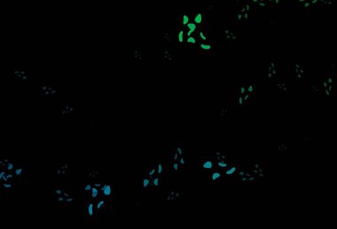 Koyu mavi, kaotik şekilli yeşil vektör deseni. Renkli rastgele şekillerle modern soyut illüstrasyon. Duvar kağıtları için zarif tasarım.