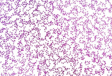 Lekeli açık mor vektör kapağı. Renkli su damlaları olan modern soyut çizimler. Reklamlar, broşürler için desen.