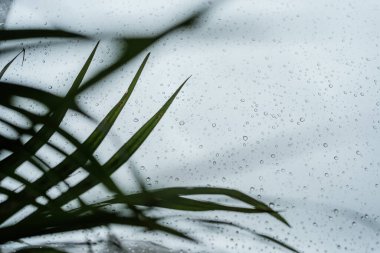 Pencereden düşen bir bitki ve yağmur. Kışın damlacıklı cam, kapan, evinde rahat ol.