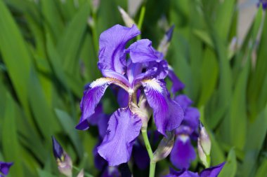 Mavi Iris