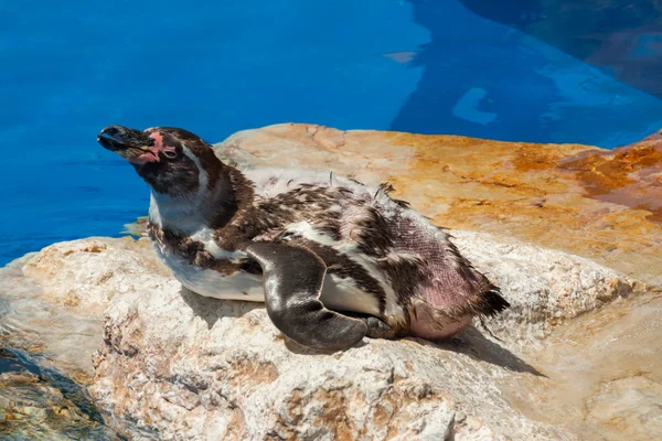 Tučňák - Zoo - voda — Stock fotografie