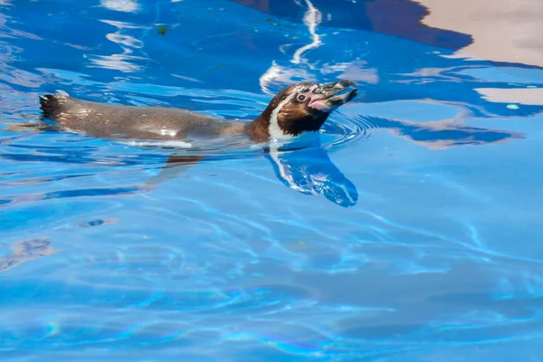 Penguin - Zoo - water — Stockfoto