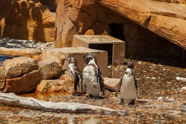 Pingüino - Zoológico - agua —  Fotos de Stock