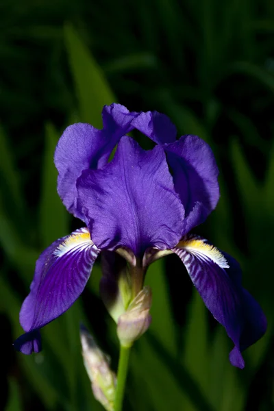 Iris w kolorze niebieskim — Zdjęcie stockowe
