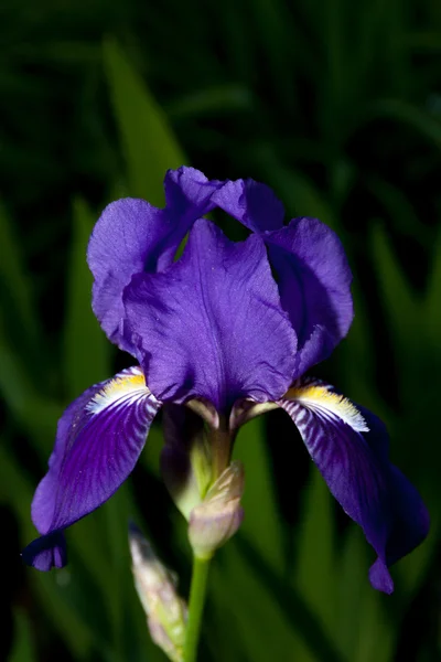 Iris en azul — Foto de Stock