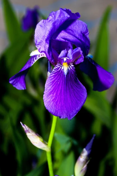 Iris w kolorze niebieskim — Zdjęcie stockowe