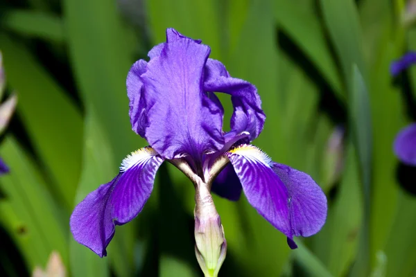 Iris en azul — Foto de Stock