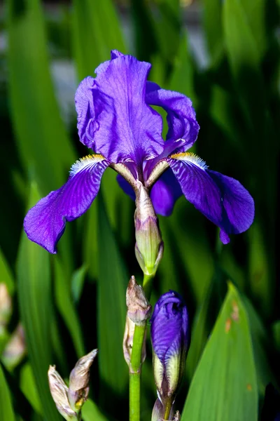 Iris in blue — Stock Photo, Image