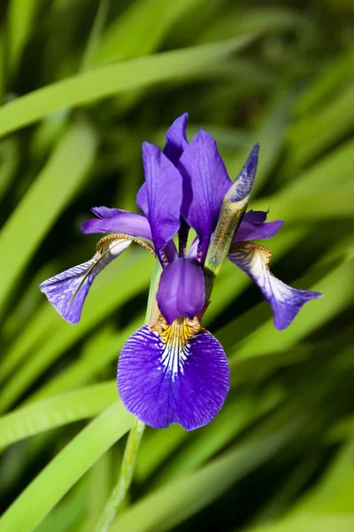 Iris in blue — Stock Photo, Image