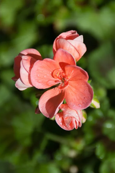 Flores y capullos — Foto de Stock