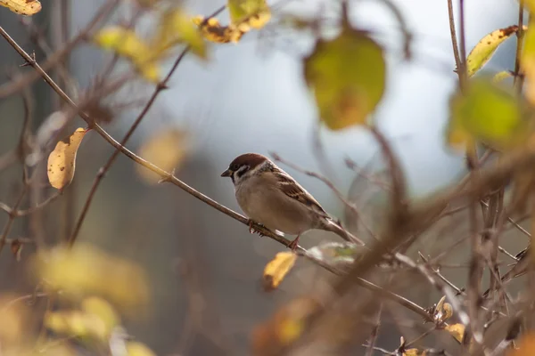 Kuş yuvası - kuş yuvası Güz — Stok fotoğraf