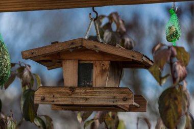 Kuş yuvası - kuş yuvası Güz