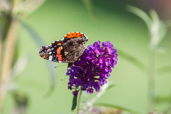 Buddleia kelebek - tavus kuşu - çiçek