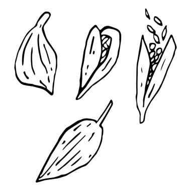 Beyaz arkaplanda izole edilmiş gerçekçi biçimde vektör grafiği. Kakule tohumları aromatik sıcak baharatlar siyah beyaz çizilmiş el çizimi