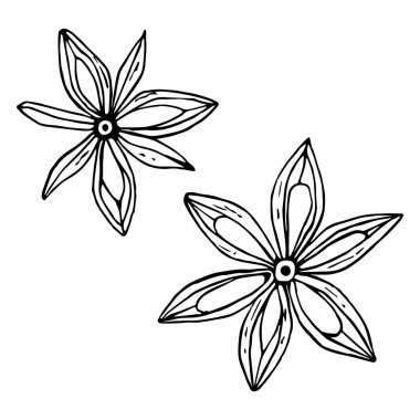 Beyaz arkaplanda izole edilmiş gerçekçi biçimde vektör grafiği. Anason yıldızları aromatik sıcak baharatlar, siyah-beyaz çizilmiş el çizimleri.