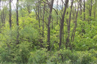 Лесная чаща