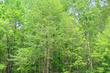 Лесная чаща