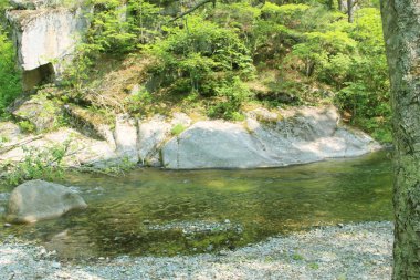 Лесная чаща