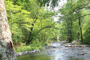 Лесная чаща