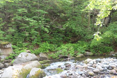 Лесная чаща