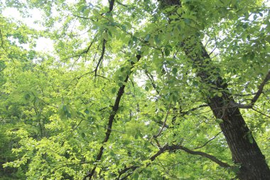 Лесная чаща