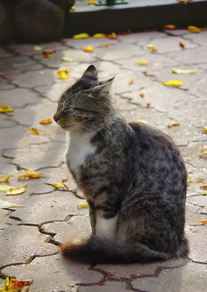 Squinting cat enjoying rays of autumn sun