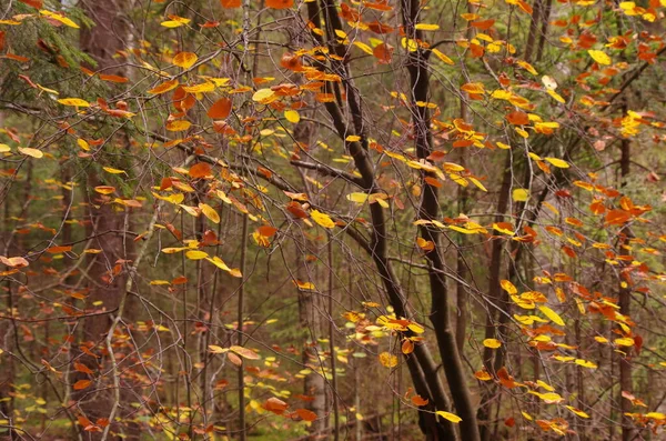 Осень Лесу Желтые Красные Листья — стоковое фото