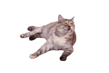 beyaz kediseksi kadın vücut şekli