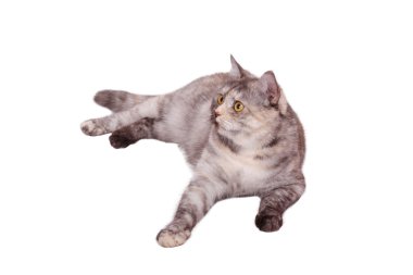 beyaz kedi
