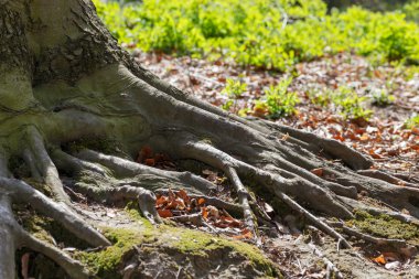 Bahçedeki yaşlı ağaç