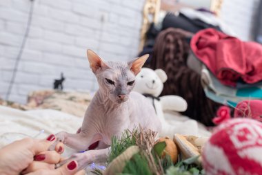 Don sphynx kedi