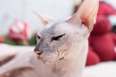 Don sphynx kedi