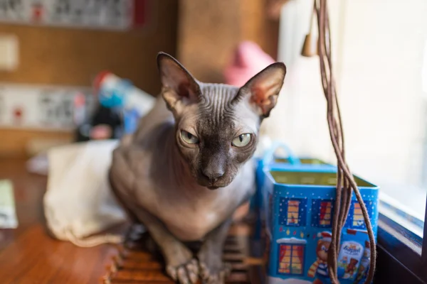 Kanadische Sphynx-Katze — Stockfoto