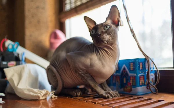 Kanadische Sphynx-Katze — Stockfoto