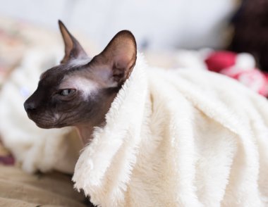 Kanadalı sphynx kedi