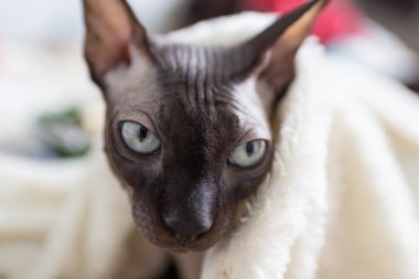 Kanadalı sphynx kedi