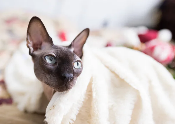 Kanadische Sphynx-Katze — Stockfoto