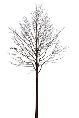 Beyaz çıplak ağaca