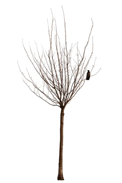 Nagie drzewa z koroną — Zdjęcie stockowe