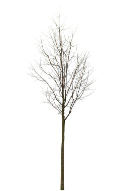 Beyaz çıplak ağaca